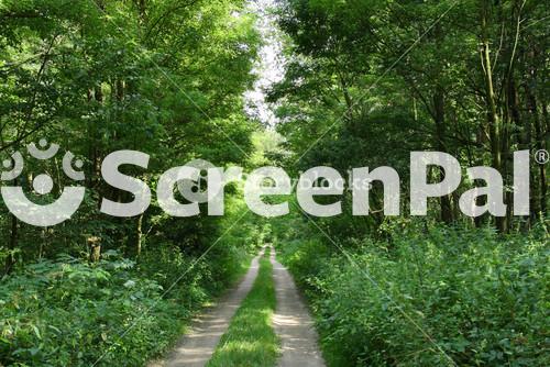 Path In The Green Forest